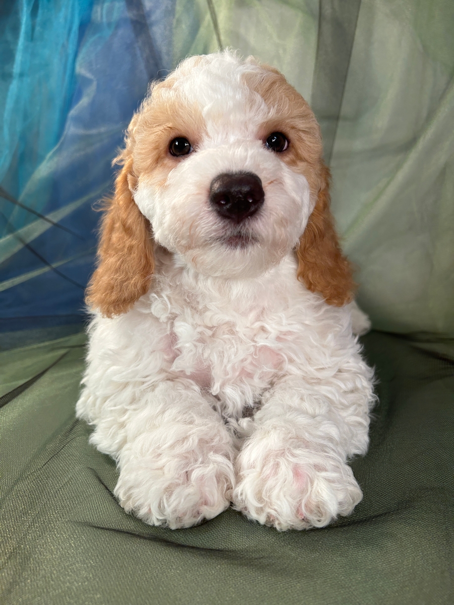 Perfect Male Bichon Poodle Pup for Sale in Iowa DOB 1-3-2024 $900